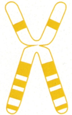 Logo von Genetische Beratung und Diagnostik 
