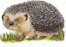 Logo von Hausarztpraxis Dr. Geissler